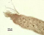 5 – Porzione apicale di una ramificazione laterale di ultimo ordine con tetrasporocisti